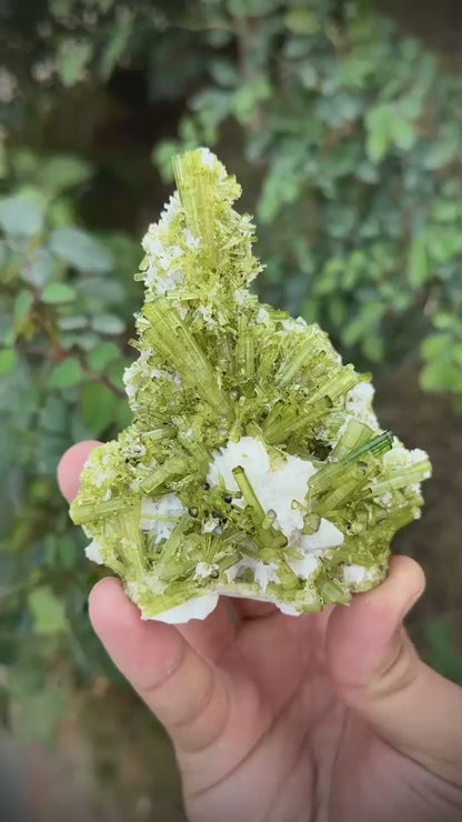 Green Tourmaline Crystal Bunch Damage-Free Double-Terminated  – 233 Grams (Chapo Mine, Pakistan)